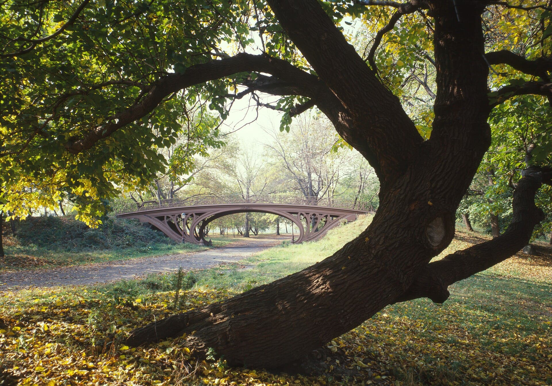 New York to ban Central Park’s horse-drawn carriages after teen’s death